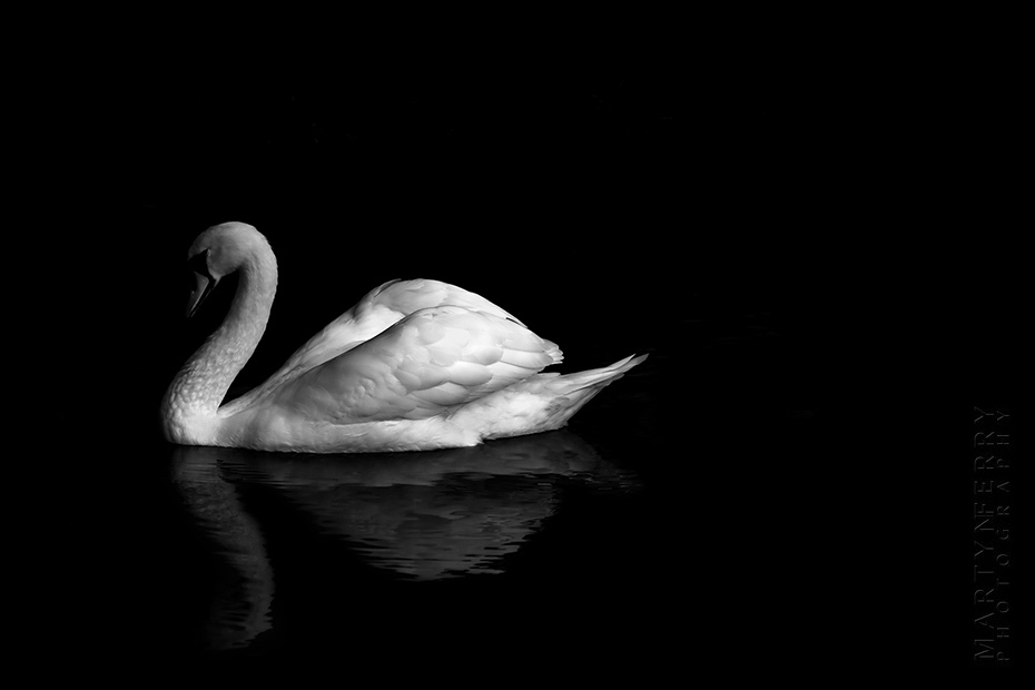 Tranquil photo of white swan on a black lake