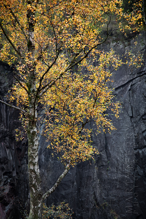 Stunning silver birch image