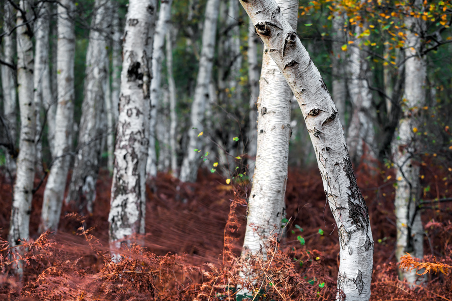 Silver birch trees among bright red ferns at Holme Fen