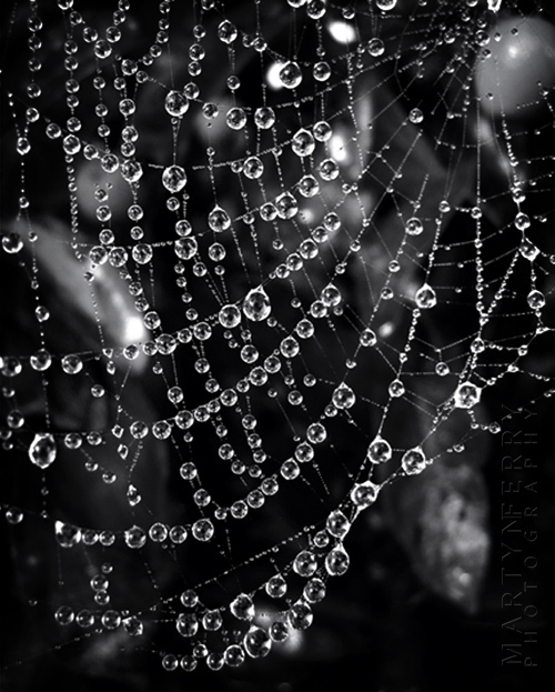 Beautiful image of dew drops on a spiders web