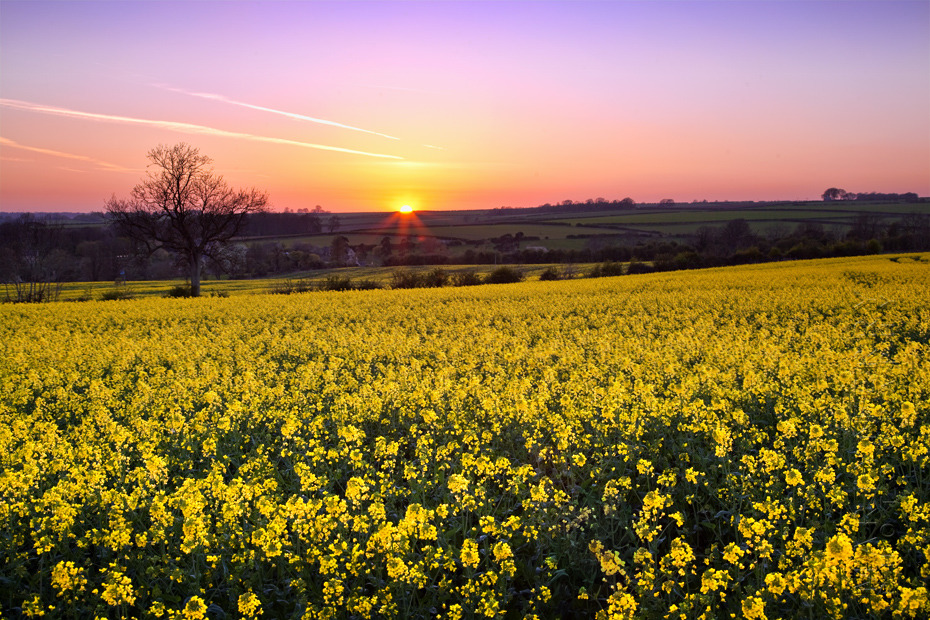 Beautiful sunset over a Cotswold rape field in spring
