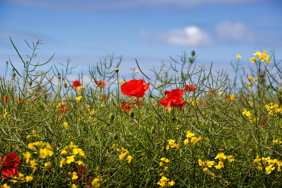 Nature image of red poppies among grasses