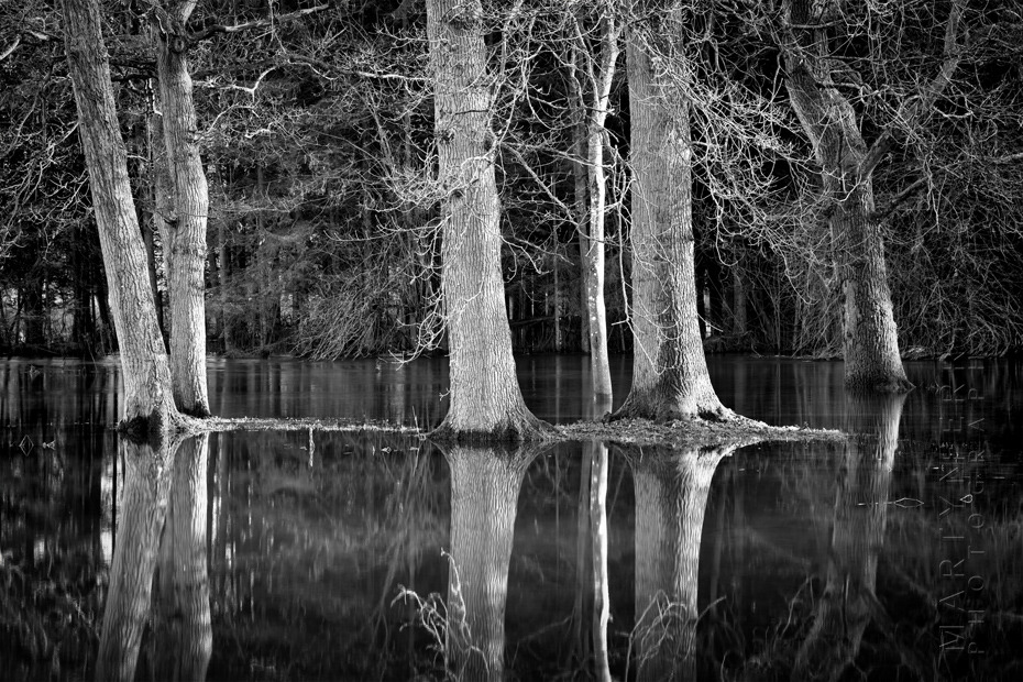 Beautiful black and white image of trees reflected in flood water