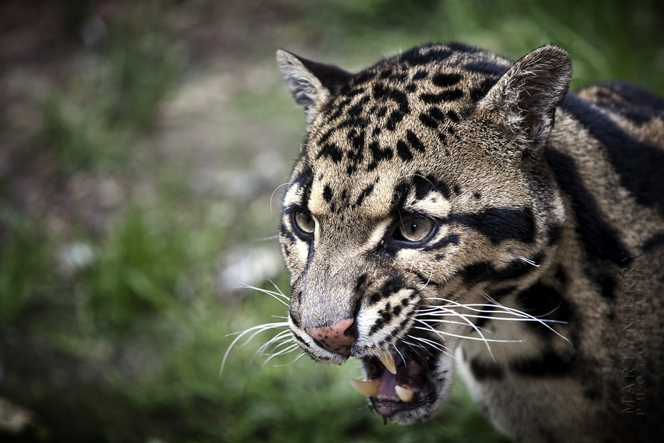 Rare Clouded Leopard Bares His Fangs