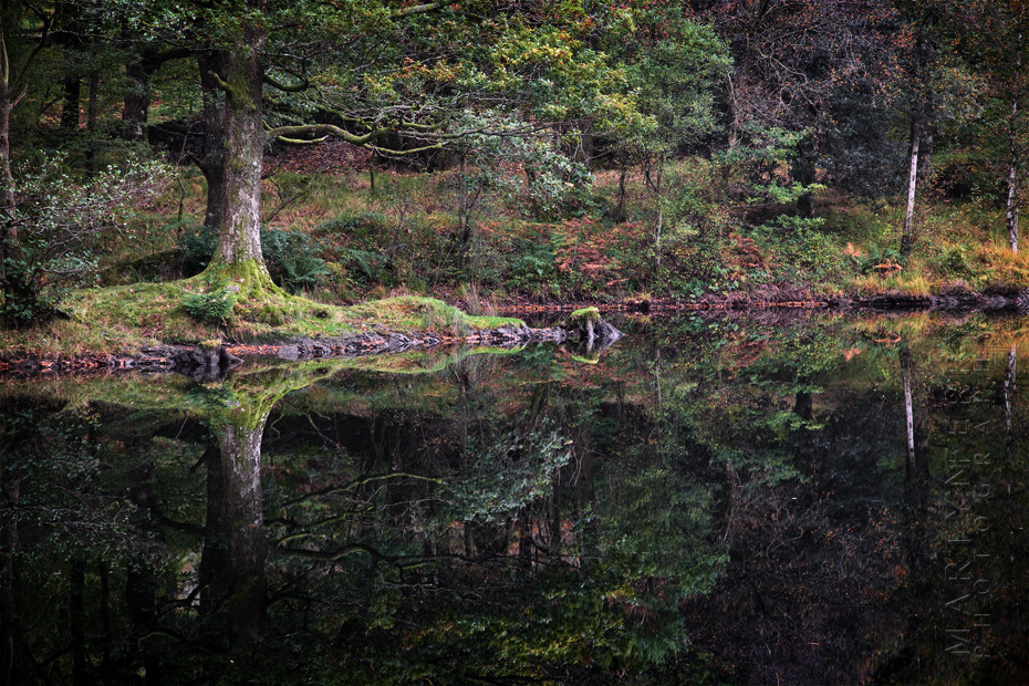 Nature image of tree and autumn colours