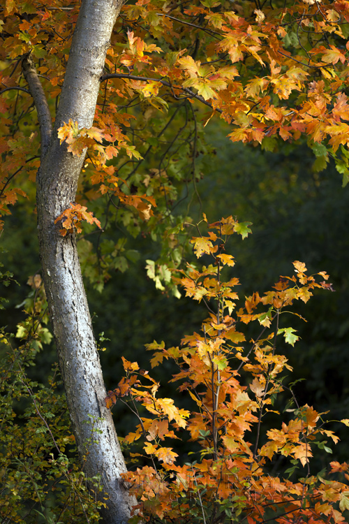 Tree trunk at Monks Wood is draped in bright autumn foliage