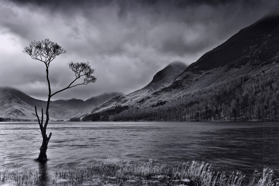 Tree at Buttermere in dramatic black and white