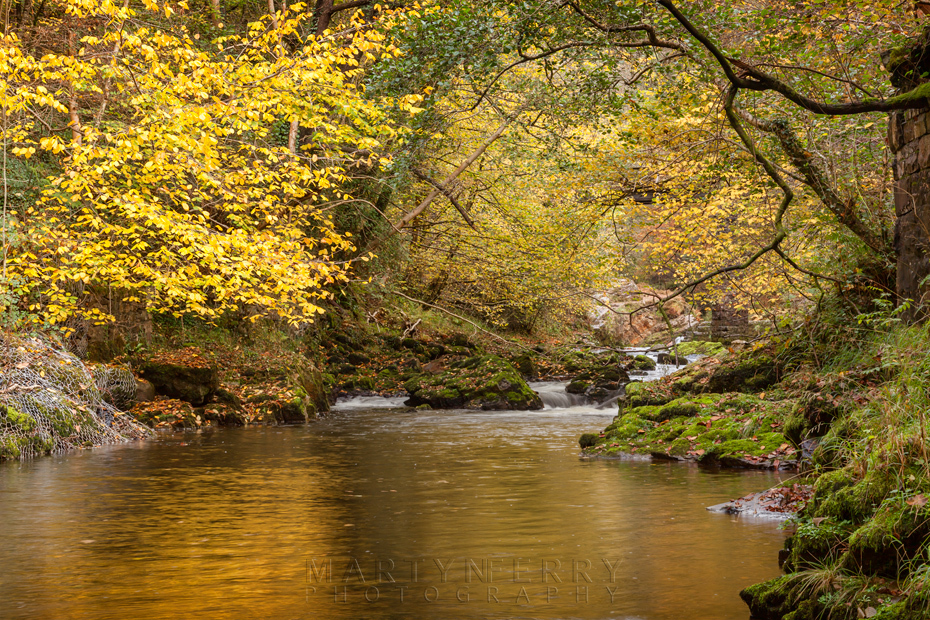 Golden autumn colour along the Afon Mellte in Wales