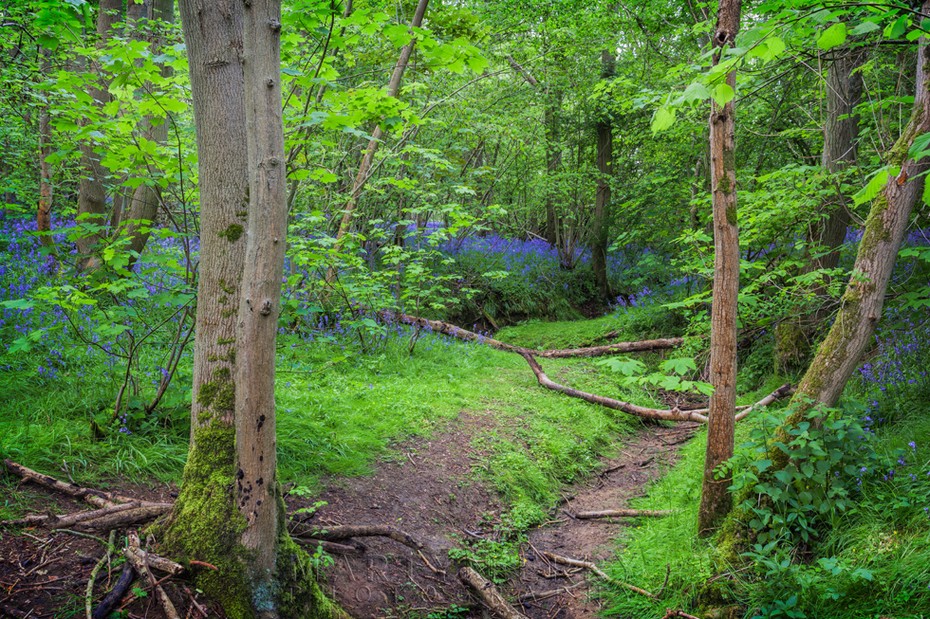 Spring woodland bluebells at Waresley & Gransden Woods