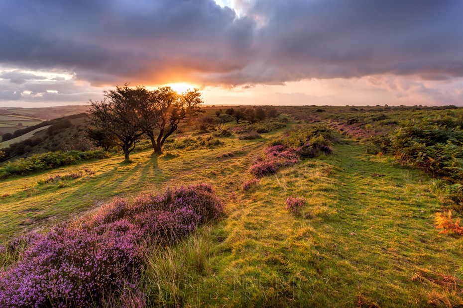 Early morning sun lights up the Exmoor moorland on Winsford Hill