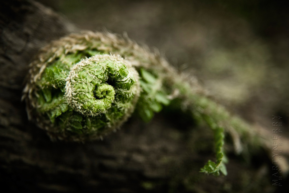 Macro photograph of a coiled fern