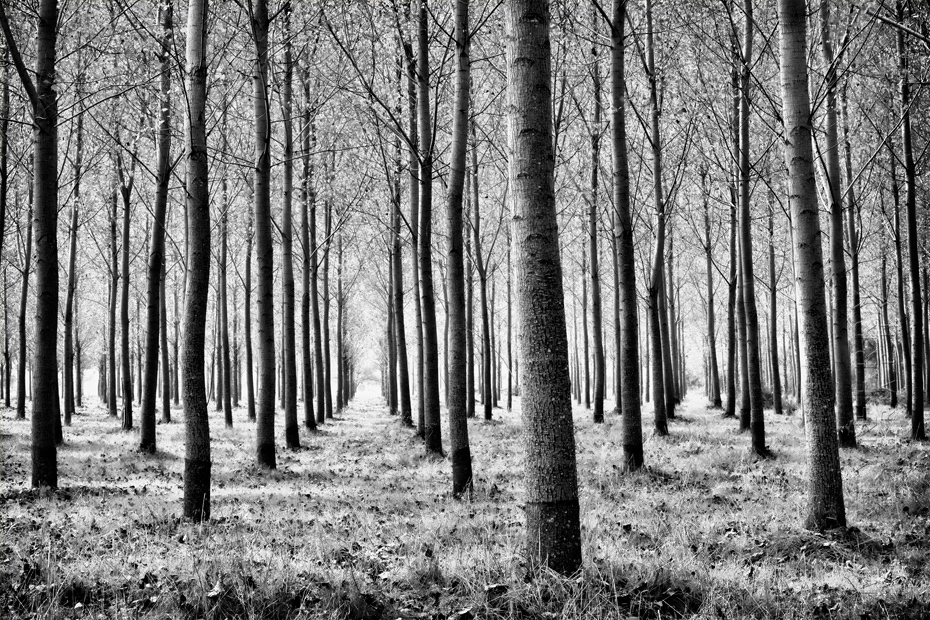 Black and white image of regimented trees in the Dordogne