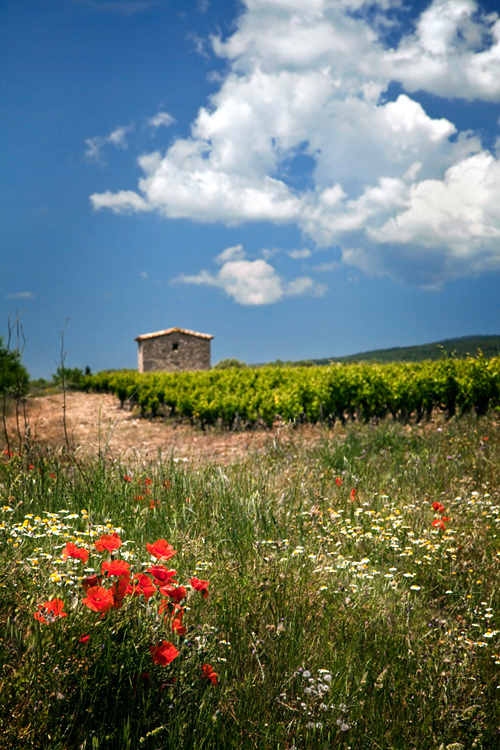 Vineyard and poppies under a blue sky