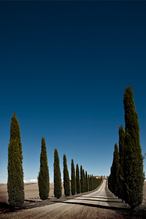 Cypress Shadows - Italy