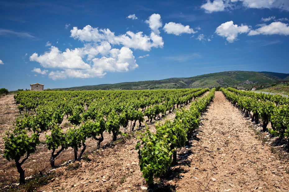 Photo of vineyard rows in France