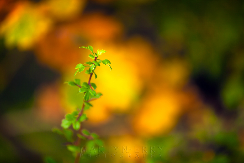 Bright green shoot with vibrant autumn colours behind