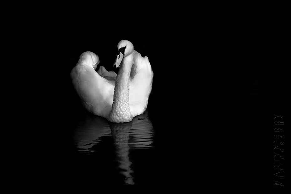 Peaceful solitary image of a swan floating on black