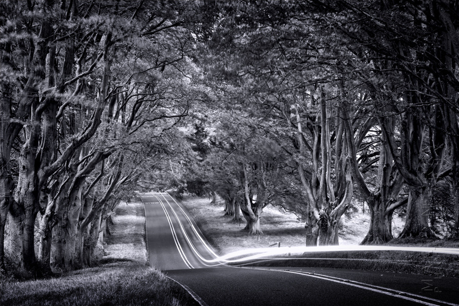 Amazing image of traffic trails under Kingston Lacy trees