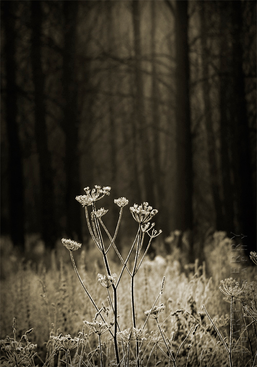 Stunning sepia image of frosty plants