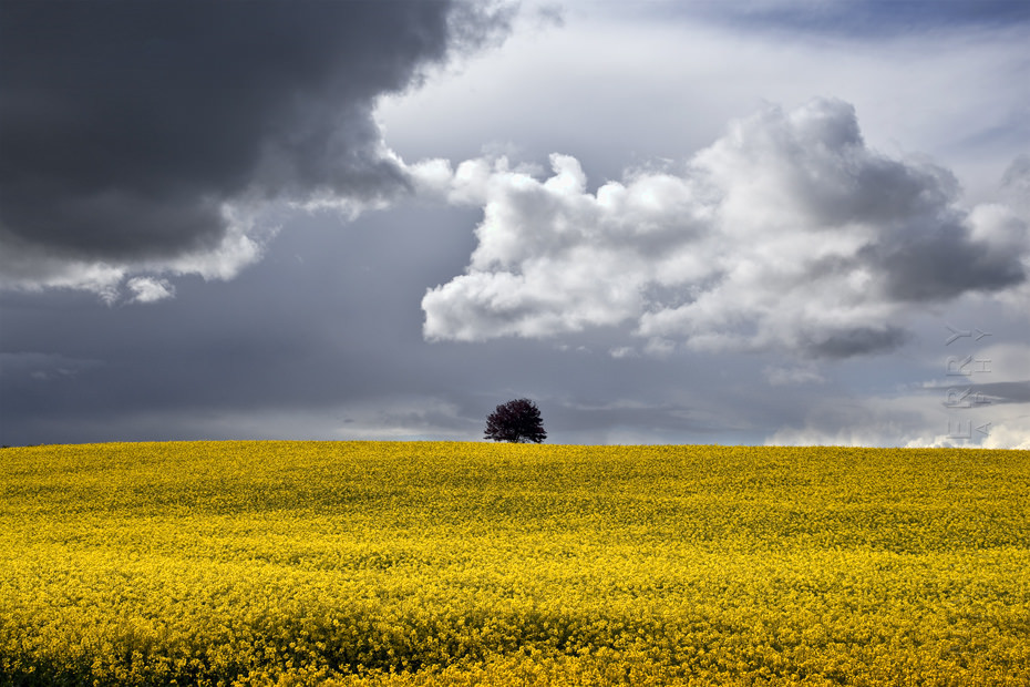 Yellow Cotswold field with lone tree and stormy skies