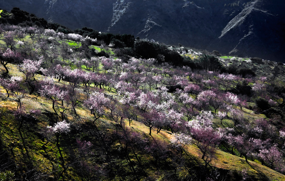 Nature image of hillside almond trees in blossom
