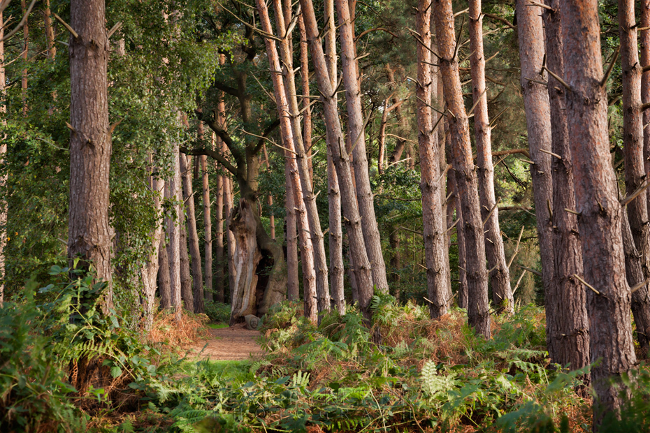 Pine woodland in Home Covert on the Oxburgh Estate