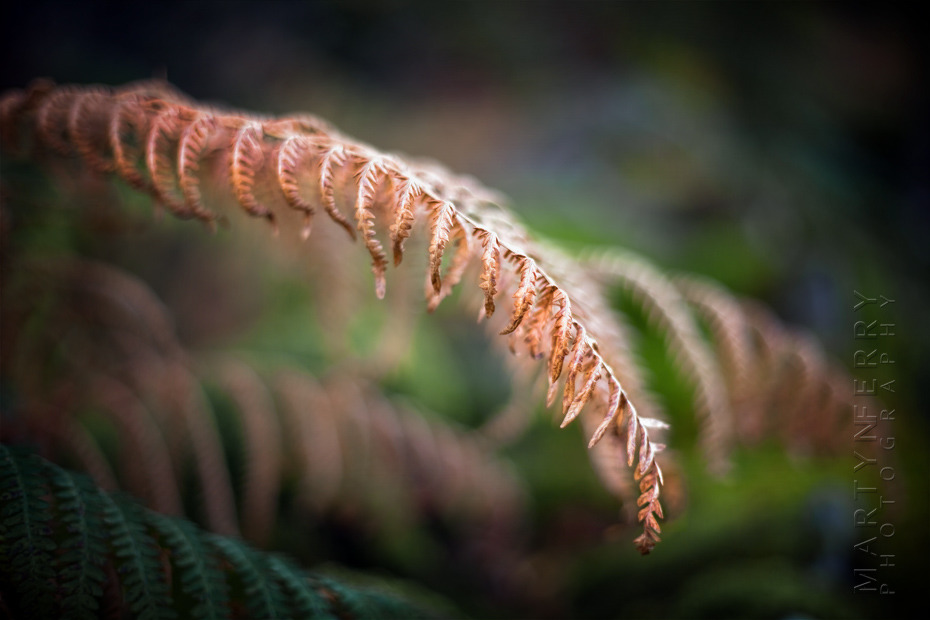 Nature image of dean fern frond