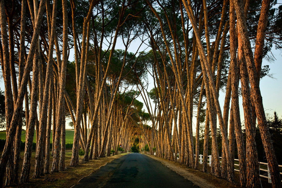 Stunning Neethlingshof pine trees