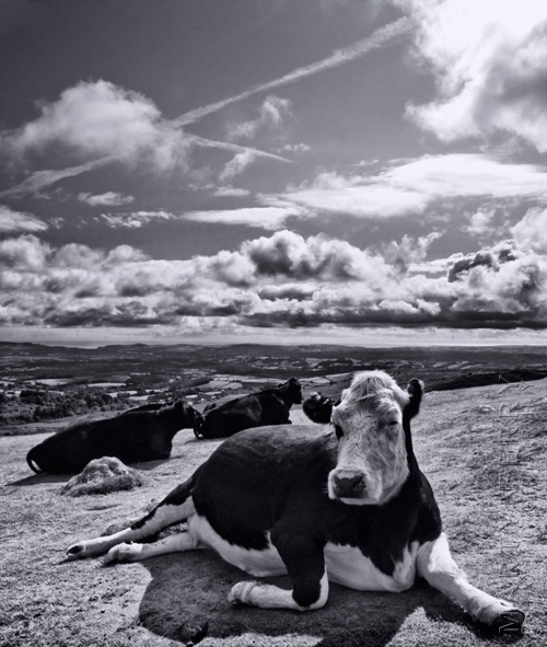Amazing image of a cow relaxing on Dartmoor