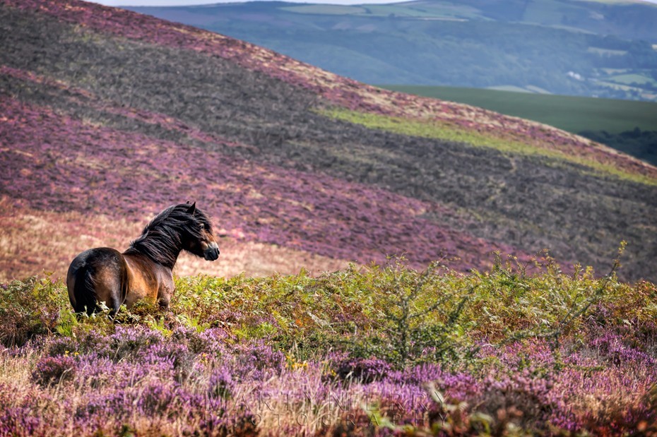 Exmoor pony with windswept mane looks over heather clad moorland