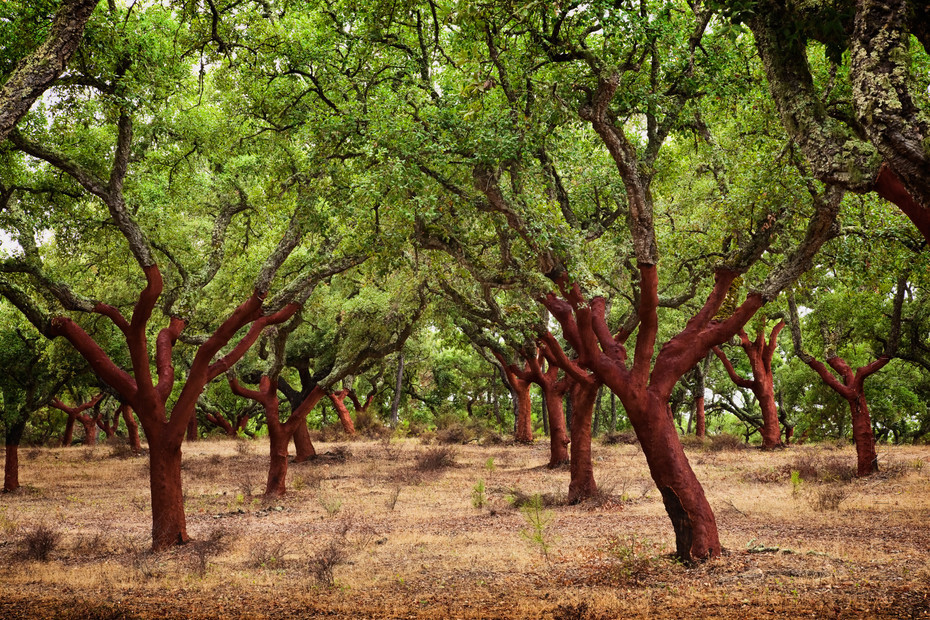 Vibrant image of red cork trees