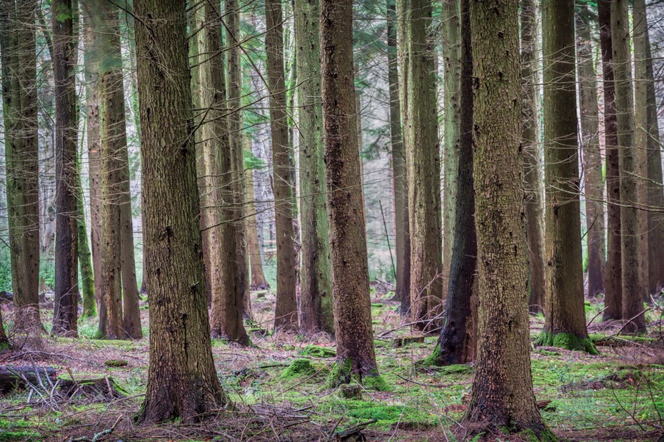 Many tree trunks from the Blackwater Tall Trees Trail