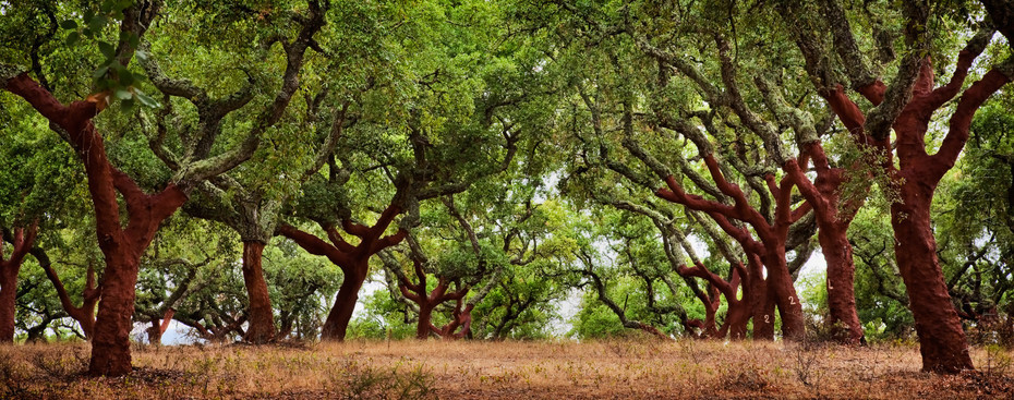 Incredible cork trees panoramic