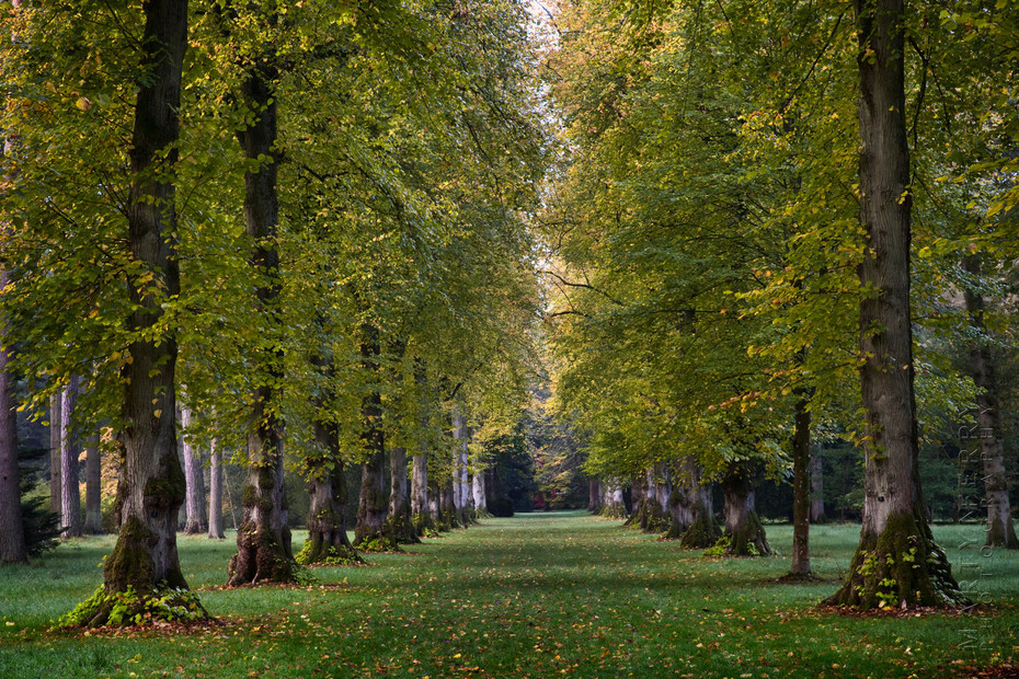 Beautiful row of huge trees at Westonbirt Arboretum