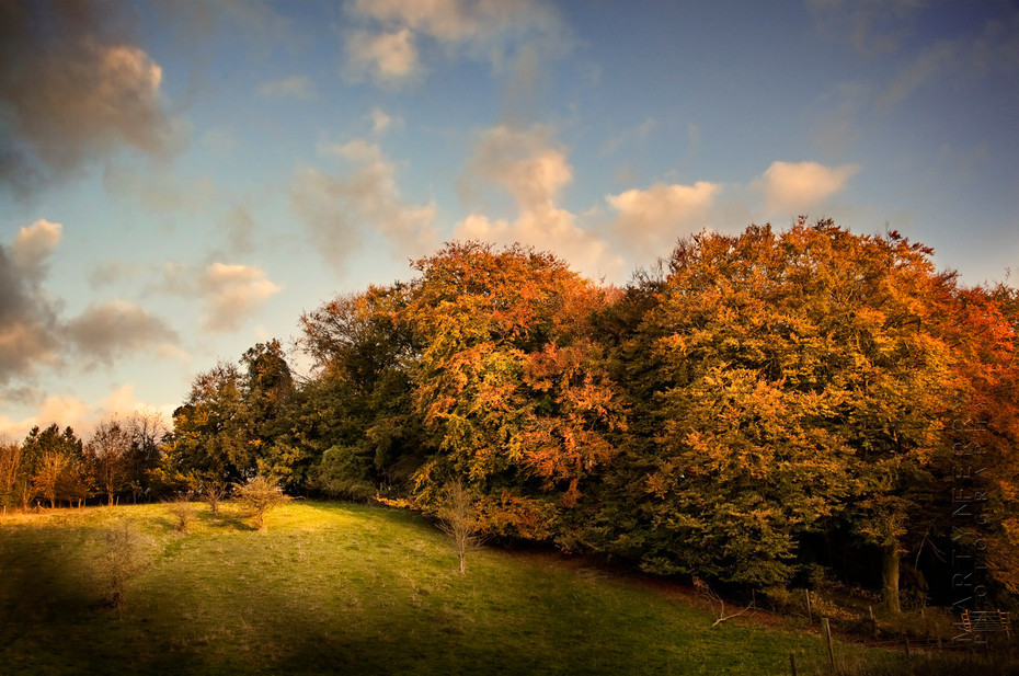 Beautiful beach trees in full autumn colour