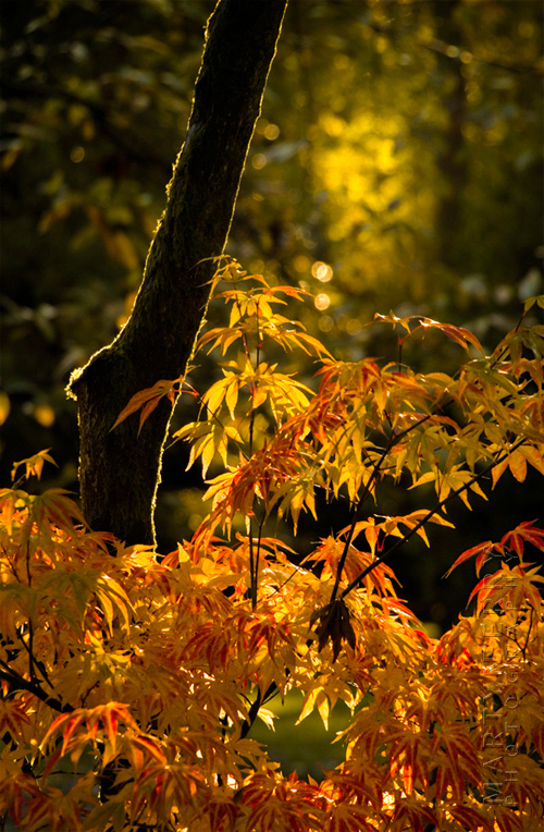 Detailed image of bright autumn colours