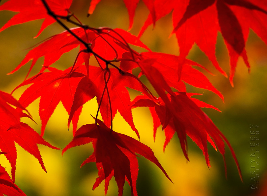 Stunning autumn colour of reds and yellows