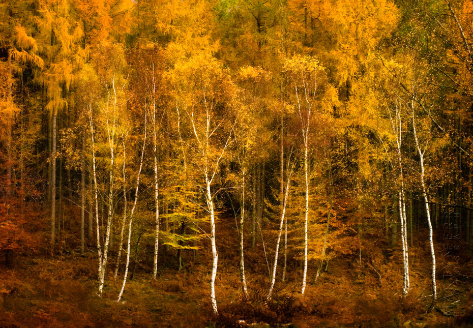 Stunning and vibrant image of Aspens in the New Forest