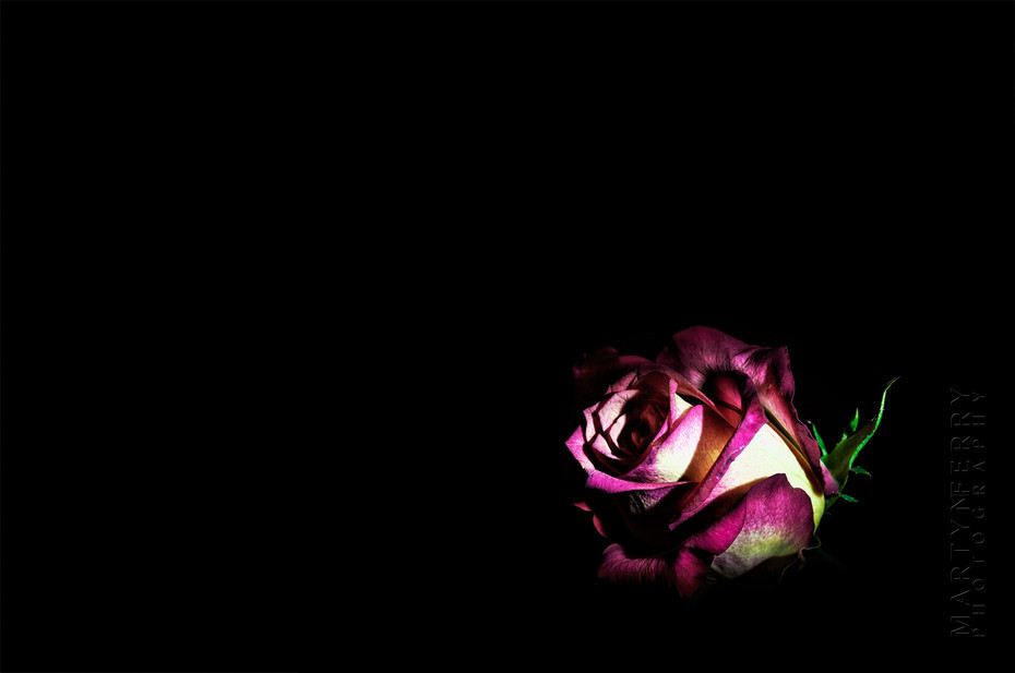 Fine art flower photography of a young rose