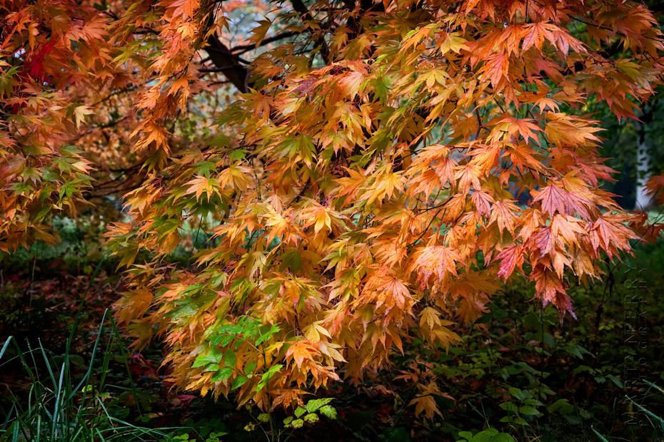 Colourful Acer Palmatum in autumn clothes
