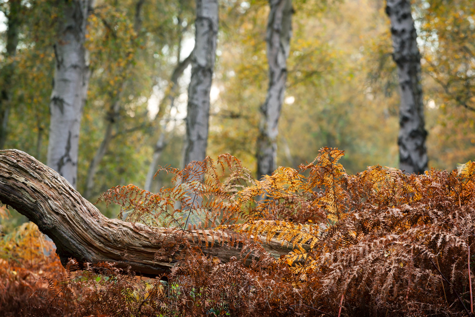 Old log surrounded by red ferns and silver birch at Holme Fen