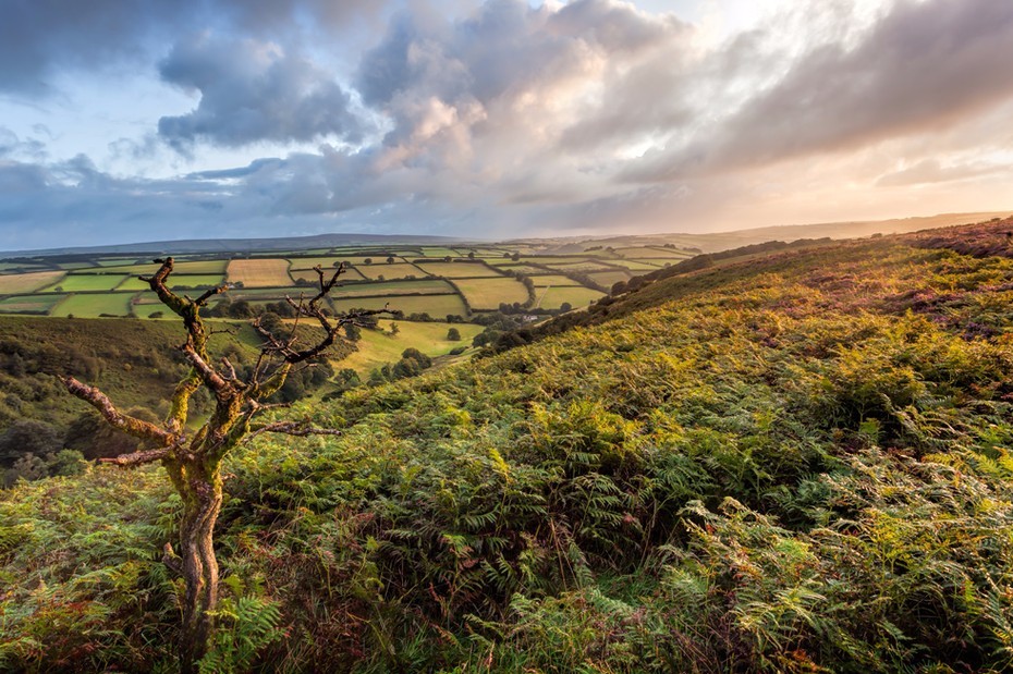 Dead tree overlooking the Punchbowl in Exmoor National Park