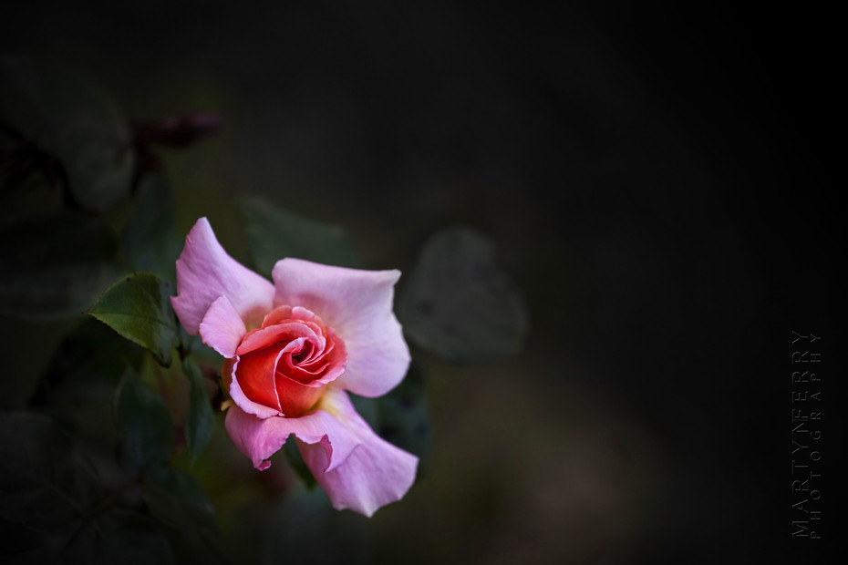 Beautiful image of a rose bud opening