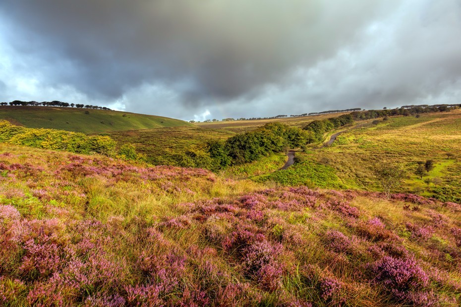 Warm sunlight on heather in Exmoor National Park