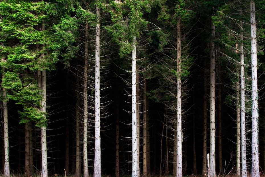 Beautiful image of Pine trees