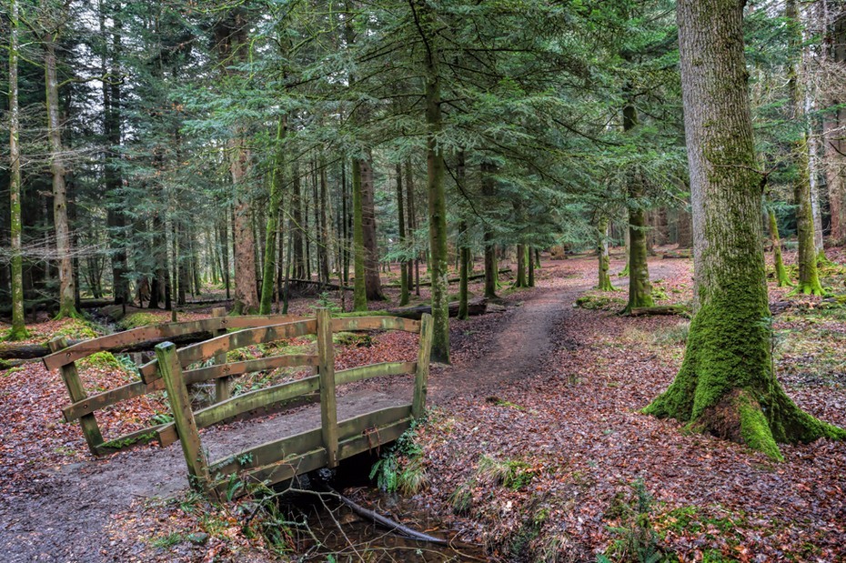 Wooden bridge in the New Forest Hampshire