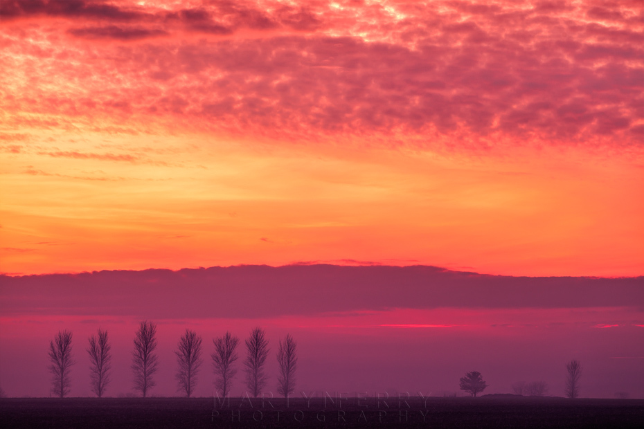 Evening mist tree line at sunset in Cambridgeshire