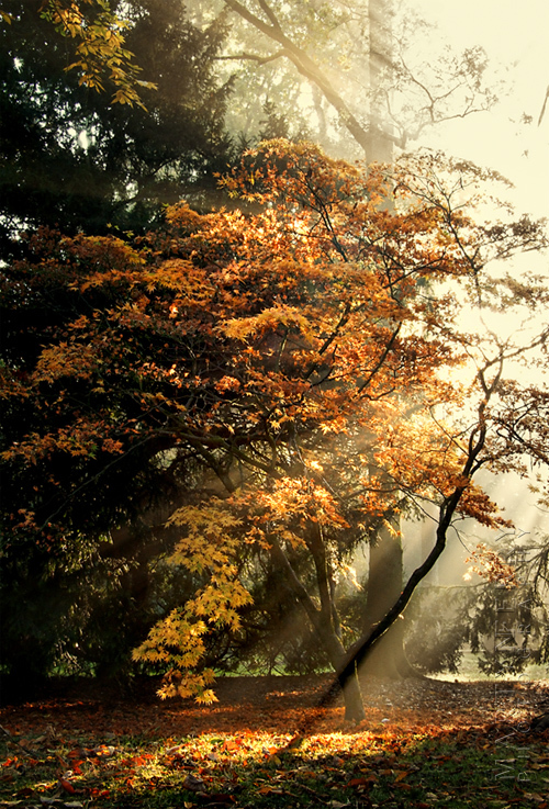 Beautiful image of autumn colours in the morning sun