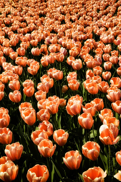 Bed of vibrant tulip flowers at Clevedon