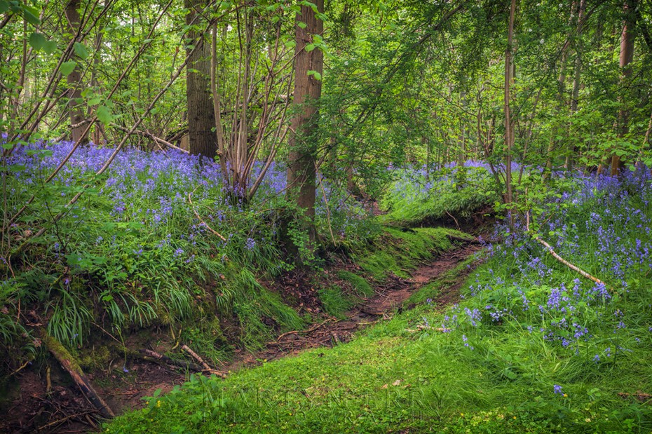 Bluebells line the bank of dry woodland stream